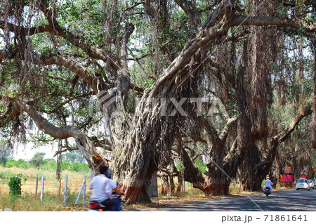 インド紀行 その2011 : 大樹街道 その2011 インド紀行 その2011 : 大樹街道 その2011 71861641
