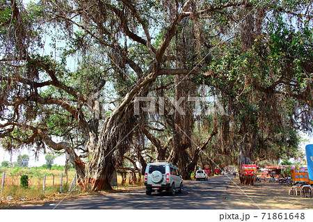 インド紀行　その2011　：　大樹街道　その2011 71861648