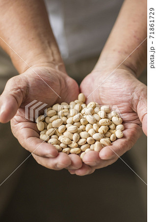 大切に育てた大豆　大豆 71861729