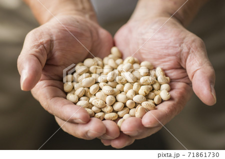 大切に育てた大豆　大豆 71861730