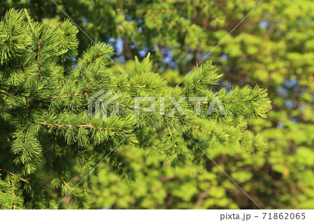 Green branch of larch with fresh leaves lit by the sunlight 71862065