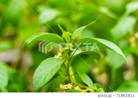 Gurmar medicinal tree 71862811