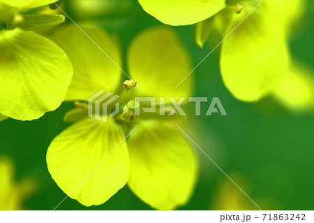 春の訪れを告げつ花 71863242