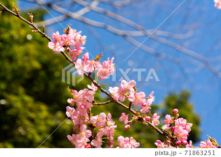 忠生公園に咲く桜の花 71863251