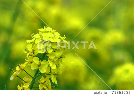 春の訪れを告げる花 春の訪れを告げる花 71863252