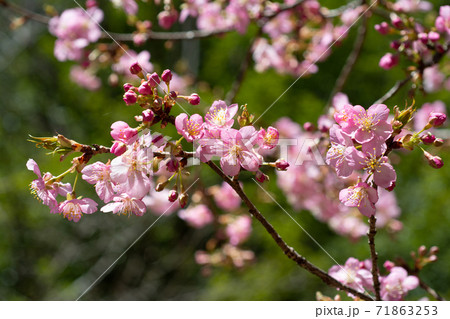 忠生公園に咲く桜の花 71863253