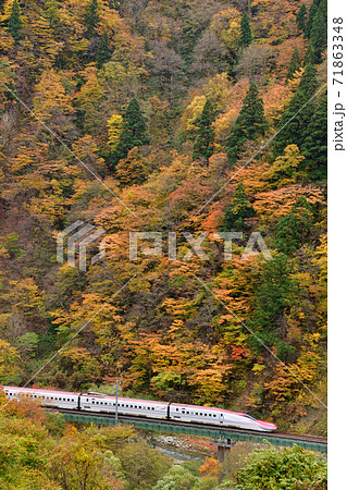 紅葉の中走るE6系秋田新幹線 紅葉の中走るE6系秋田新幹線 71863348