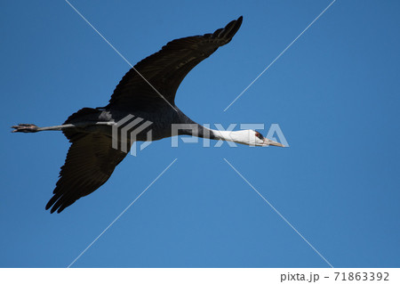 青空をバックに飛ぶ一羽のナベヅル 71863392