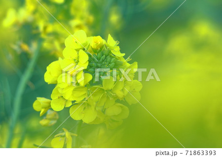 春の訪れを告げる花 71863393