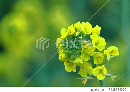 春の訪れを告げる花 春の訪れを告げる花 71863395