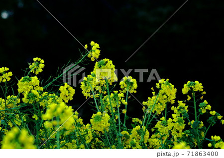 春の訪れを告げる花 71863400