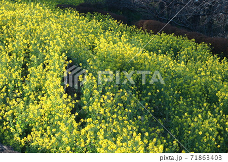 春の訪れを告げる花 春の訪れを告げる花 71863403
