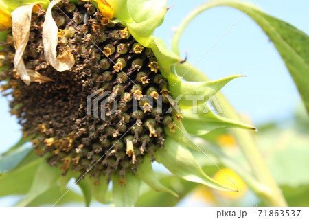 ひまわり 71863537