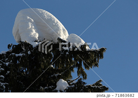 カナダの雪の積もった針葉樹 カナダの雪の積もった針葉樹 71863682