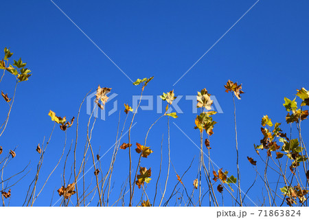 プラタナスの紅葉　残り僅か 71863824