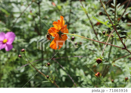 美味しいお花 71863916