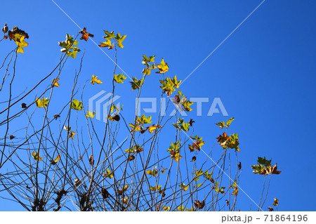プラタナスの紅葉　残り僅か 71864196