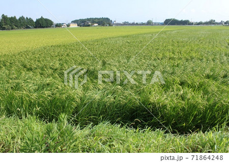 青い田んぼ 青い田んぼ 71864248
