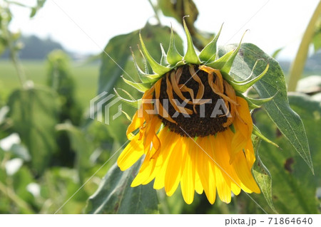 ひまわり ひまわり 71864640