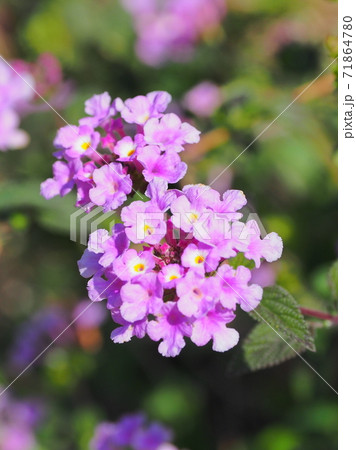 ランタナ（コバノランタナ　自然質感） 71864780