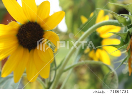 ひまわり ひまわり 71864781
