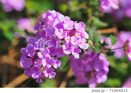 ランタナ(コバノランタナ 自然質感) ランタナ(コバノランタナ 自然質感) 71864813