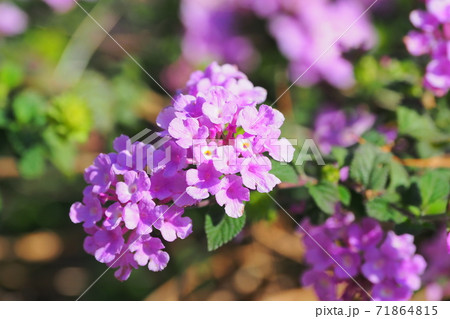 ランタナ(コバノランタナ 自然質感) ランタナ(コバノランタナ 自然質感) 71864815