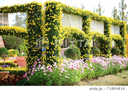 花 花畑 公園 71864816