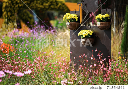 花 万 ベンチ 71864841