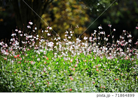 花 花畑 万 71864899