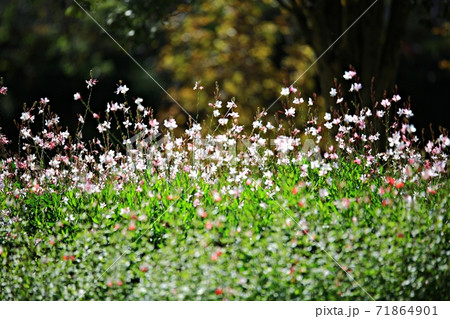 花 万 風車 71864901