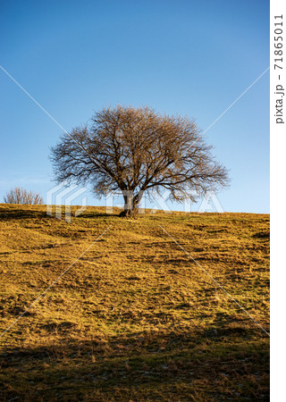 Beautiful Lonely Tree Without Leaves in Autumn - Lessinia Plateau Veneto Italy 71865011