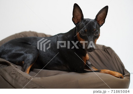 black anubis pharaoh hound