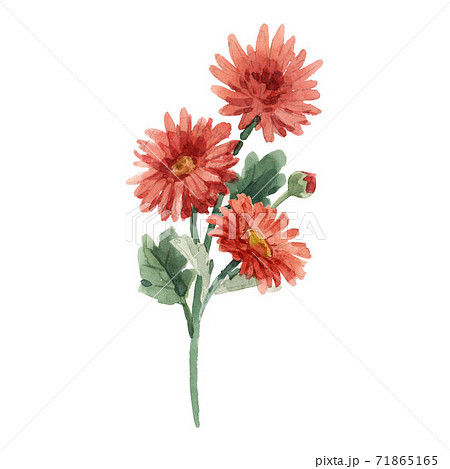 Beautiful image with watercolor gentle blooming chrysanthemum flowers. Stock illustration. 71865165