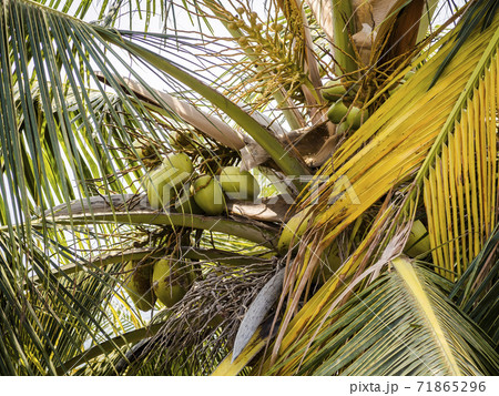 Close-up of coconut fruit among the leaves of the tree 71865296