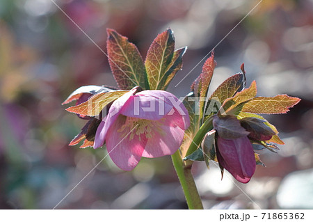 冬の貴婦人 冬の貴婦人 71865362