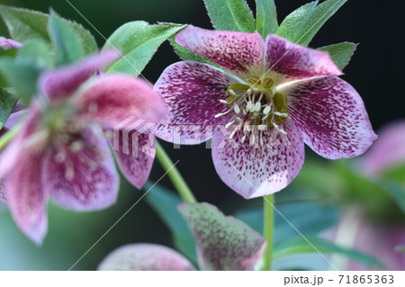 冬の貴婦人 71865363