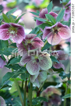 冬の貴婦人 冬の貴婦人 71865367