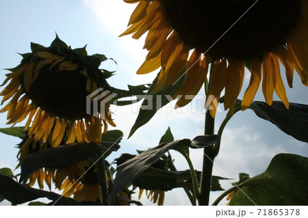 下向きのひまわり 下向きのひまわり 71865378