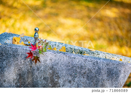 紅葉が美しい菊池神社に青モミジ黄色い銀杏の落ち葉の風景 71866089