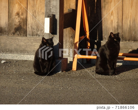 道にいた2匹の黒猫 道にいた2匹の黒猫 71866106
