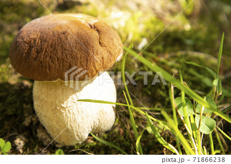 White mushroom in green grass in sunny weather. Poster, advertisement. article. White mushroom in green grass in sunny weather. Poster, advertisement. article. 71866238