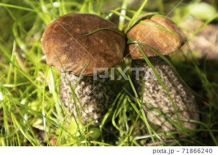 Two boletus mushrooms with a brown cap in green grass in sunny weather. Poster, advertisement, article 71866240