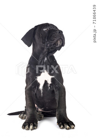 puppy cane corso puppy cane corso 71866439