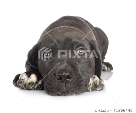 puppy cane corso 71866440