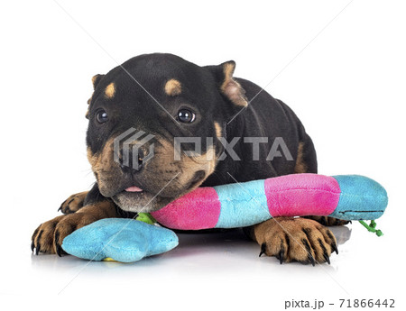 puppy american bully in studio 71866442