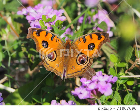 タテハモドキ(秋型) 71867696