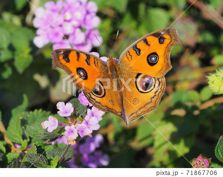 タテハモドキ(秋型) 71867706