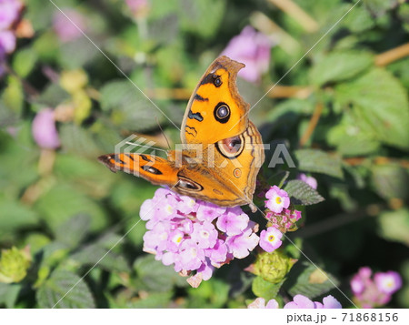 タテハモドキ(秋型) 71868156