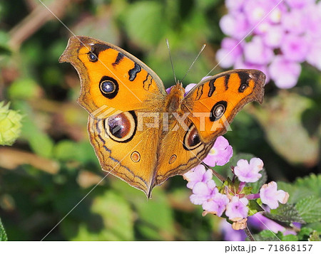 タテハモドキ(秋型) 71868157